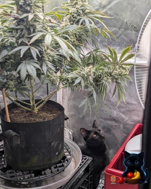 Twinning with Apples and Bananas. Week 16