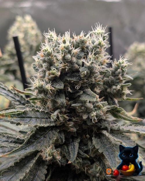 Twinning with Apples and Bananas. Week 16