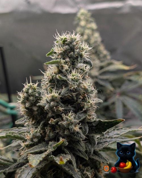 Twinning with Apples and Bananas. Week 16