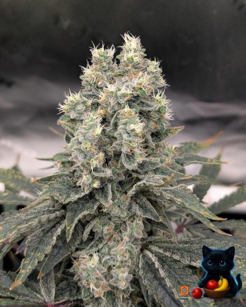 Twinning with Apples and Bananas. Week 16