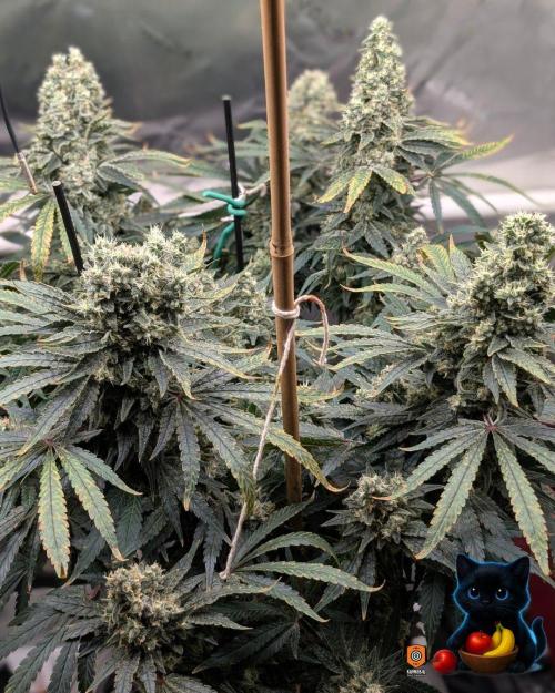 Twinning with Apples and Bananas. Week 16