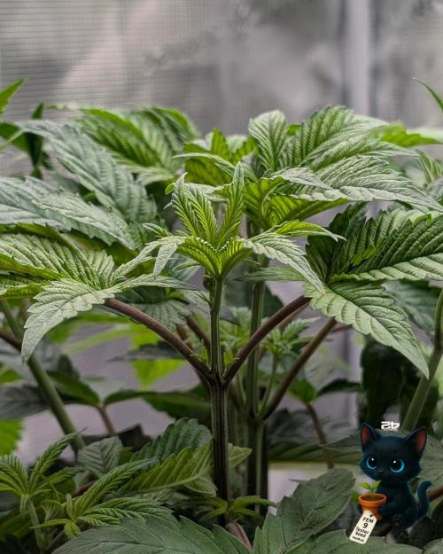 FEM 9 Photo Tester - Catlife420. Week 6 - 11-29
Day 36