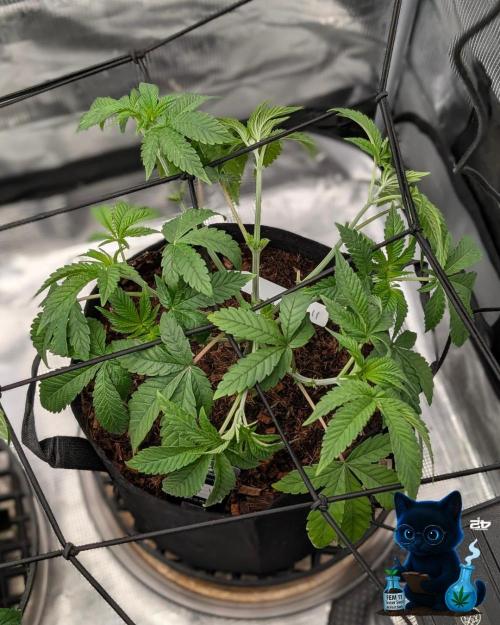 FEM 11 Photo Tester - Catlife420. Week 6 - 12-2
Day 39