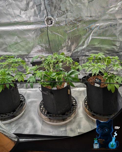 FEM 11 Photo Tester - Catlife420. Week 6 - 12-2
Day 39