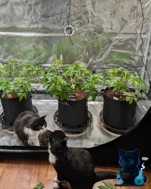 FEM 11 Photo Tester - Catlife420. Week 6 - 12-2
Day 39
Luna & Lana