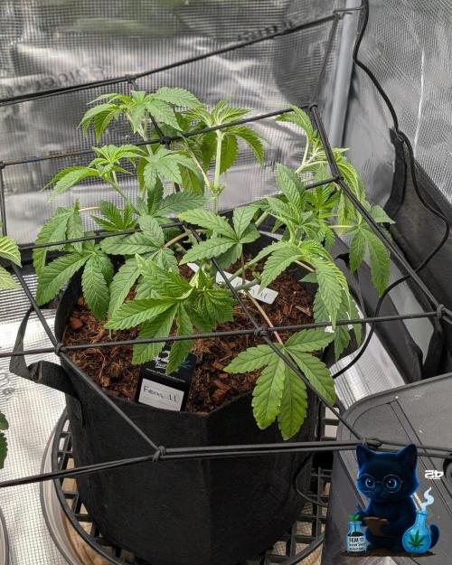 FEM 11 Photo Tester - Catlife420. Week 6 - 12-2
Day 39