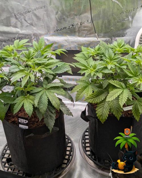 The Dreamy, Pineapple Dream - Catlife420. Week 6 - 11-29
Day 36