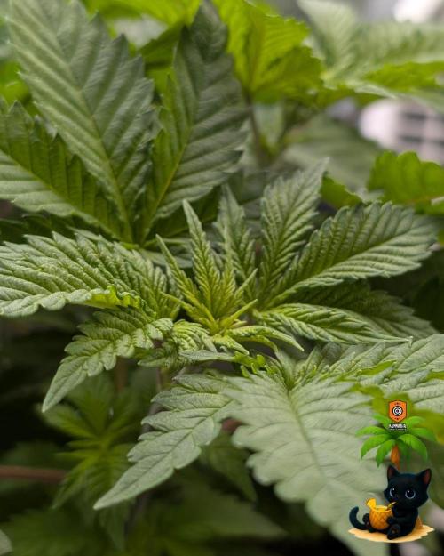 The Dreamy, Pineapple Dream - Catlife420. Week 6 - 11-29
Day 36