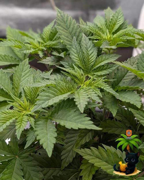 The Dreamy, Pineapple Dream - Catlife420. Week 6 - 11-29
Day 36