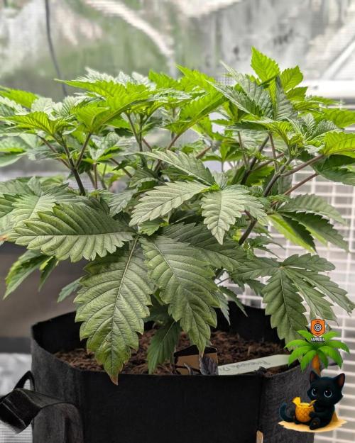 The Dreamy, Pineapple Dream - Catlife420. Week 6 - 11-29
Day 36