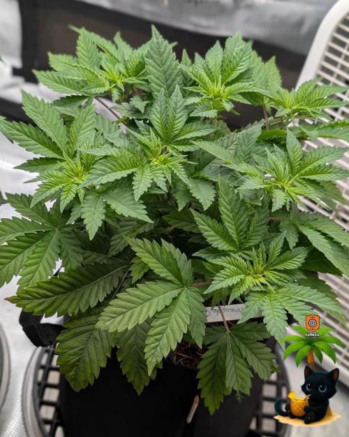 The Dreamy, Pineapple Dream - Catlife420. Week 6 - 11-29
Day 36