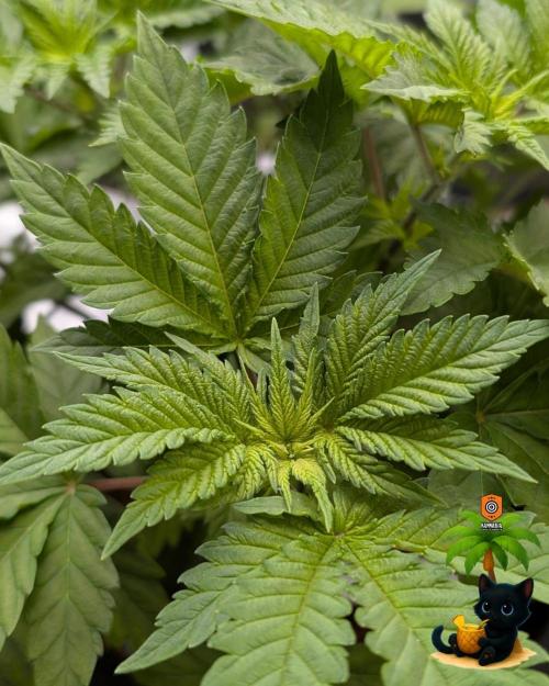 The Dreamy, Pineapple Dream - Catlife420. Week 6 - 11-29
Day 36