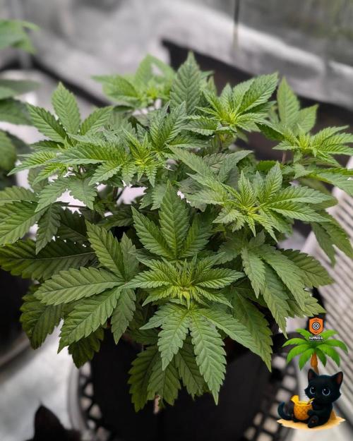 The Dreamy, Pineapple Dream - Catlife420. Week 6 - 11-29
Day 36