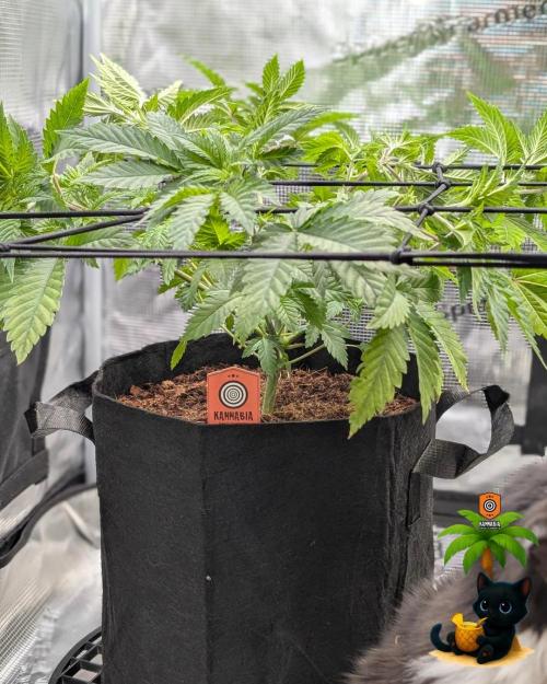 The Dreamy, Pineapple Dream - Catlife420. Week 6 - 12-2
Day 39