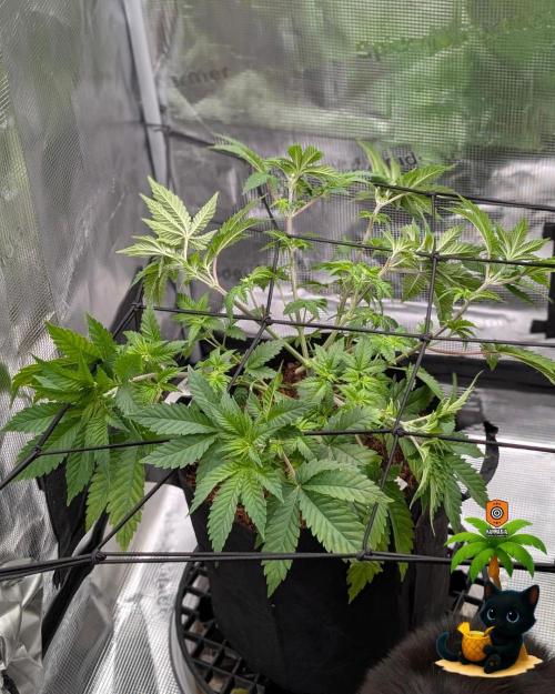 The Dreamy, Pineapple Dream - Catlife420. Week 6 - 12-2
Day 39