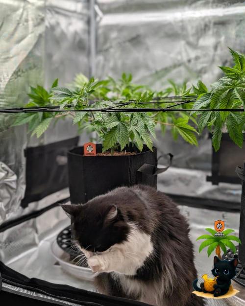 The Dreamy, Pineapple Dream - Catlife420. Week 6 - 12-2
Day 39
Lana