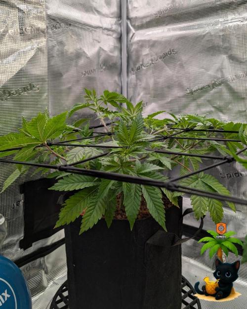 The Dreamy, Pineapple Dream - Catlife420. Week 6 - 12-2
Day 39