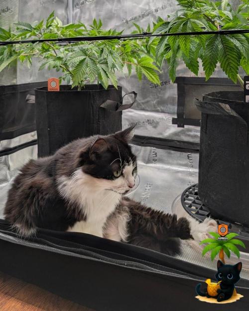 The Dreamy, Pineapple Dream - Catlife420. Week 6 - 12-2
Day 39
Lana