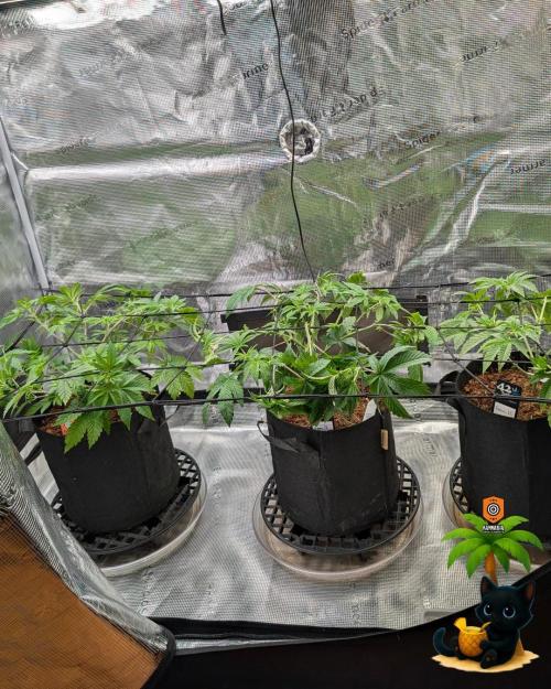 The Dreamy, Pineapple Dream - Catlife420. Week 6 - 12-2
Day 39