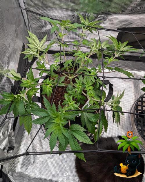 The Dreamy, Pineapple Dream - Catlife420. Week 6 - 12-2
Day 39