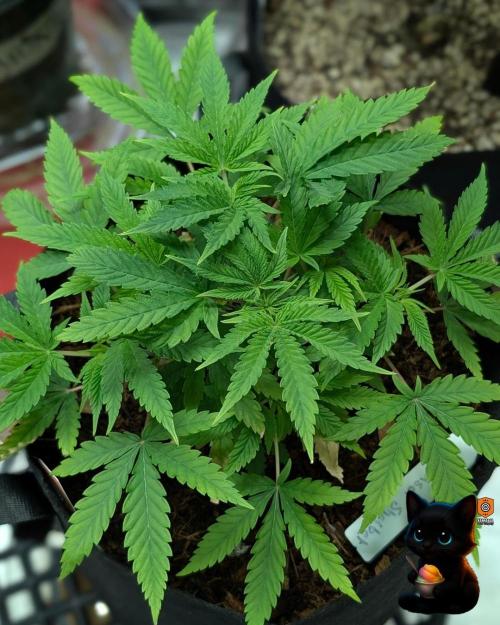 Sunset Sherbet GF (MY TURN) - Catlife420. Week 6 - 12-2
Day 39