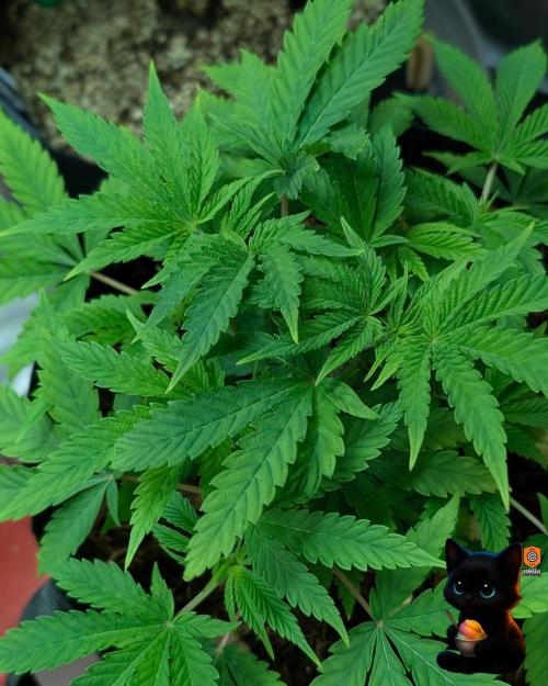 Sunset Sherbet GF (MY TURN) - Catlife420. Week 6 - 12-2
Day 39