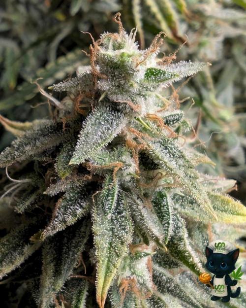 Apple Fritter STRNG style. Week 13