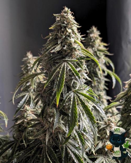 Apple Fritter STRNG style. Week 13