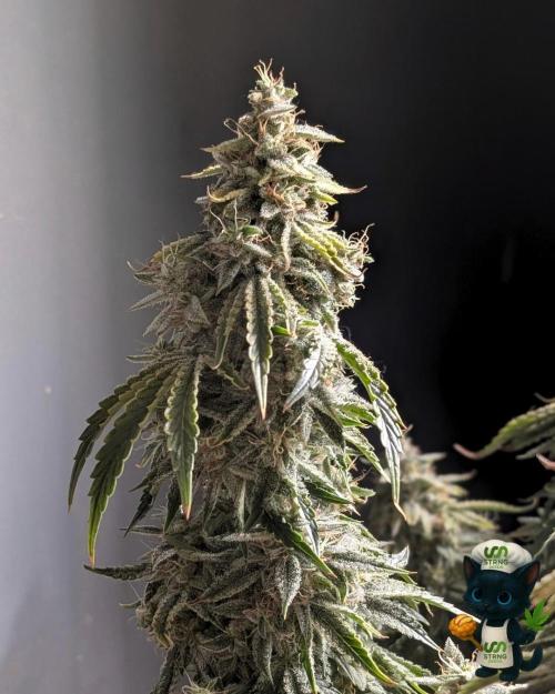 Apple Fritter STRNG style. Week 13