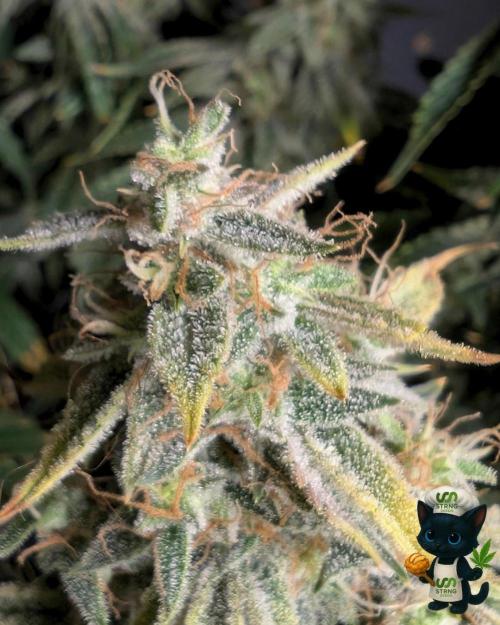 Apple Fritter STRNG style. Week 13