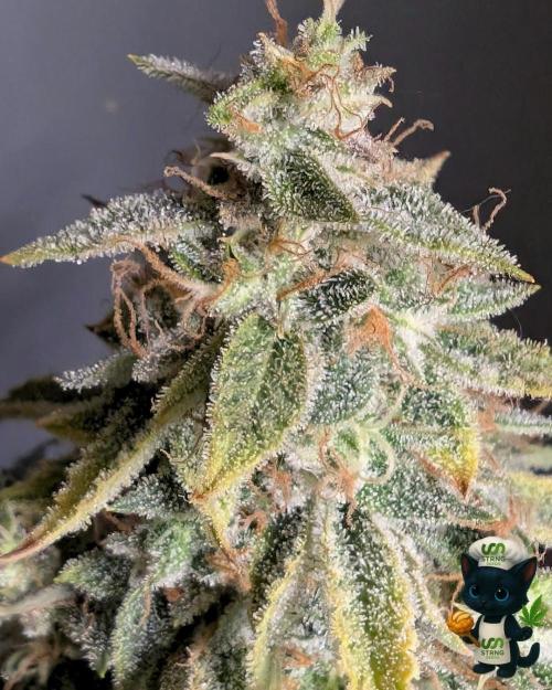 Apple Fritter STRNG style. Week 13