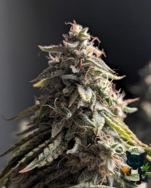 Apple Fritter STRNG style. Week 13