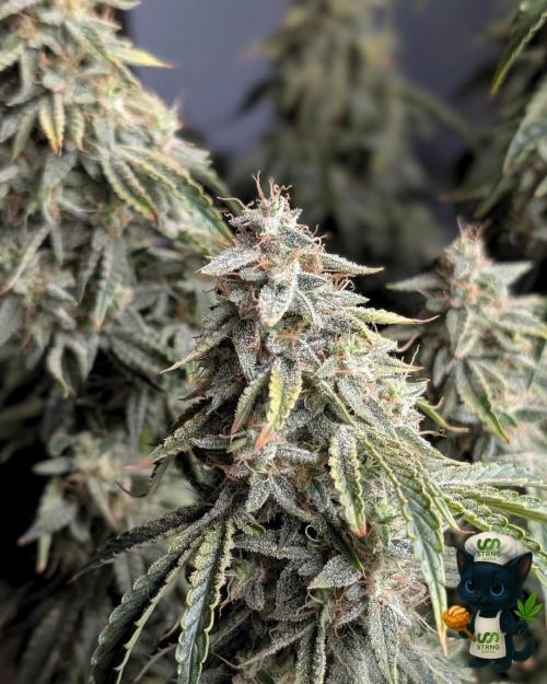 Apple Fritter STRNG style. Week 13