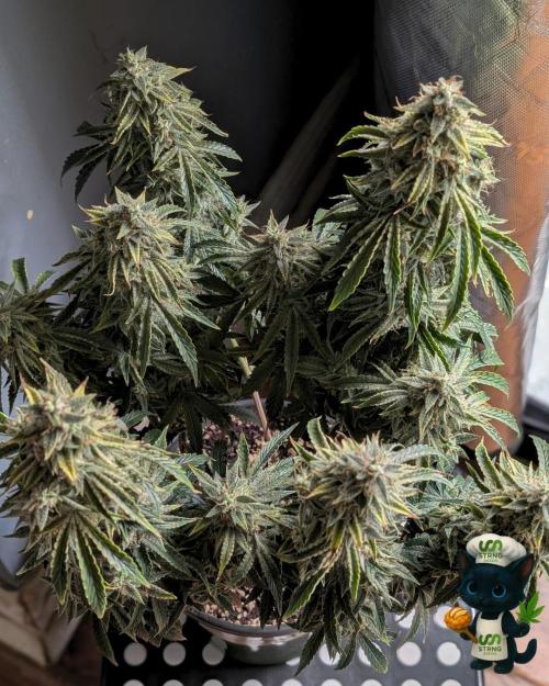 Apple Fritter STRNG style. Week 13