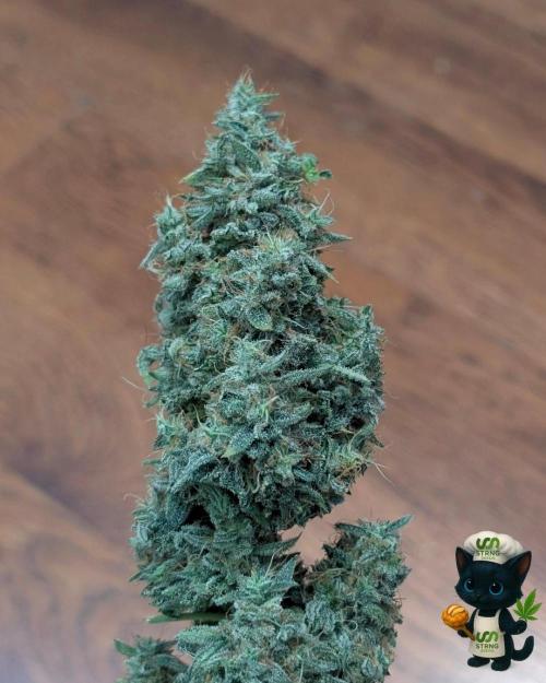 Apple Fritter STRNG style. Week 14