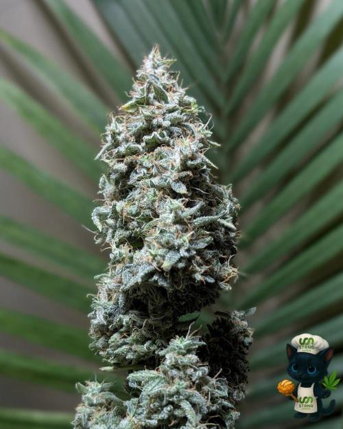 Apple Fritter STRNG style. Week 14