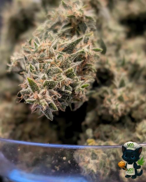 Apple Fritter STRNG style. Week 14