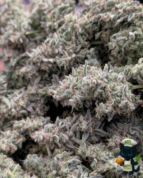 Apple Fritter STRNG style. Week 14