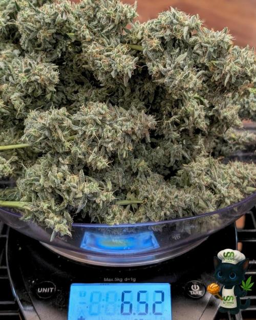 Apple Fritter STRNG style. Week 14