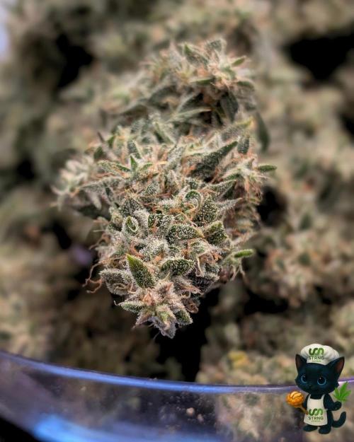 Apple Fritter STRNG style. Week 14