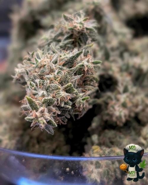 Apple Fritter STRNG style. Week 14