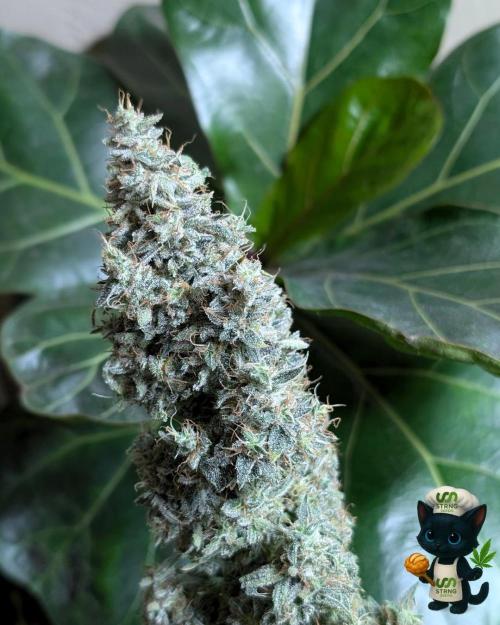 Apple Fritter STRNG style. Week 14