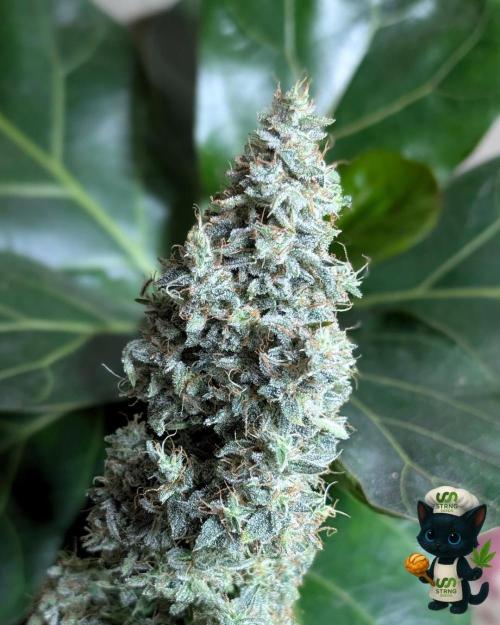 Apple Fritter STRNG style. Week 14