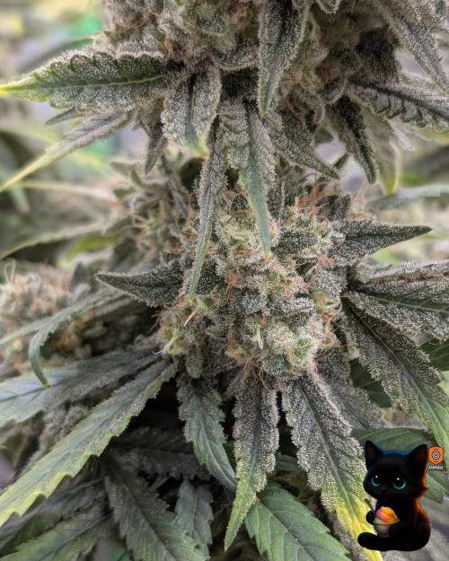 Sunset Sherb Go Fast. Week 12