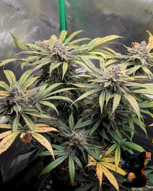 Sunset Sherb Go Fast. Week 12