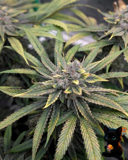 Sunset Sherb Go Fast. Week 12