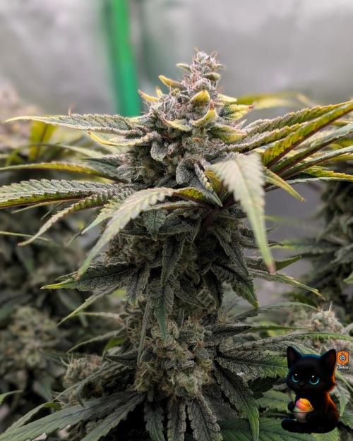 Sunset Sherb Go Fast. Week 12