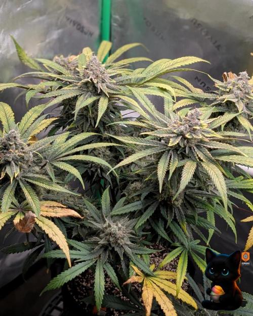 Sunset Sherb Go Fast. Week 12