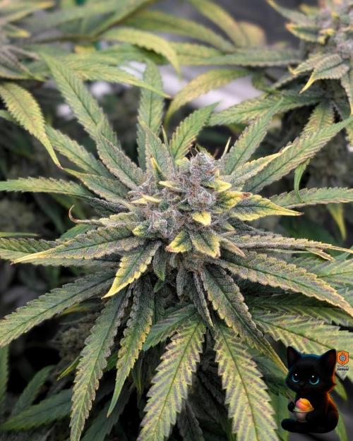 Sunset Sherb Go Fast. Week 12