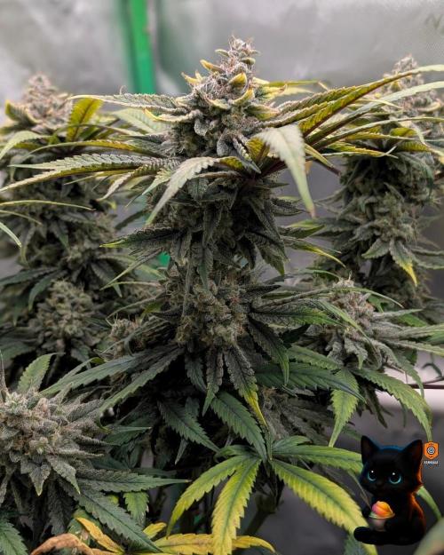 Sunset Sherb Go Fast. Week 12